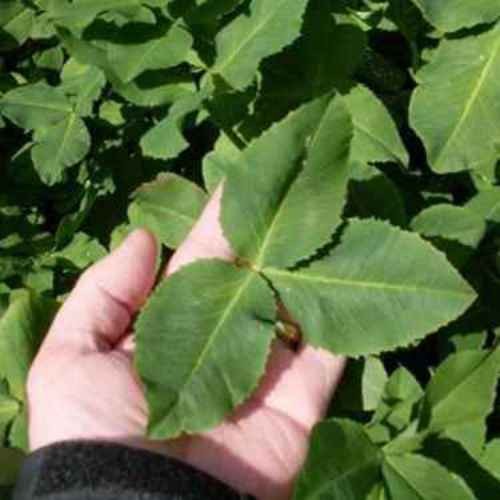 5 LBS – Inoculated FIXatioN Balansa Clover: Bio-Massive Drought Tolerant