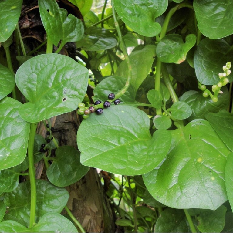Green Malabar Spinach Seeds Hat Giong Rau Mong Toi Xanh Mồng Tơi 200 Seeds