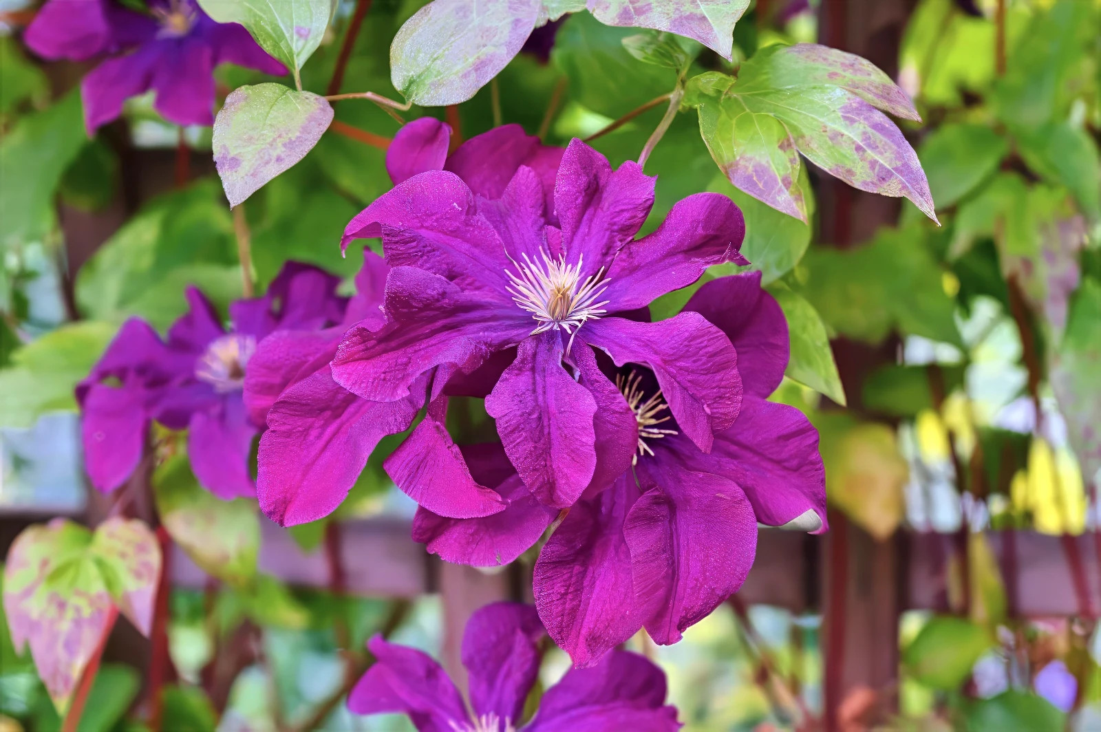 Purple Clematis viticella Seeds, Italian Leather Flower, Hardy – 4 Climber Vine