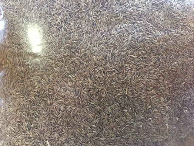 Kentucky Bluegrass Grass Seed – 6 lbs – Direct from Grower – Beautiful Lawn!