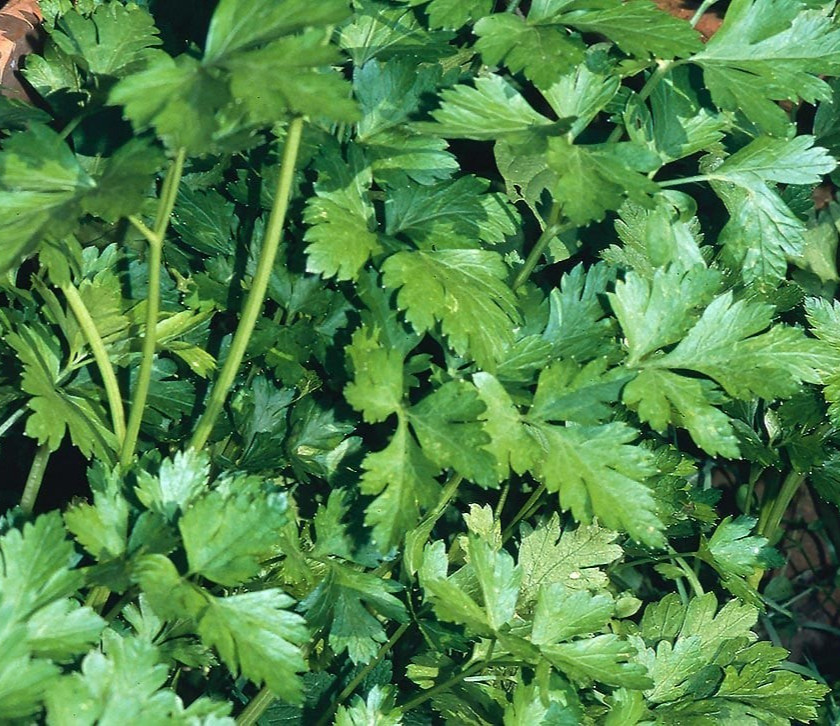 100+ Italian Giant Parsley Seeds, Organic, Heirloom, FREE SHIPPING