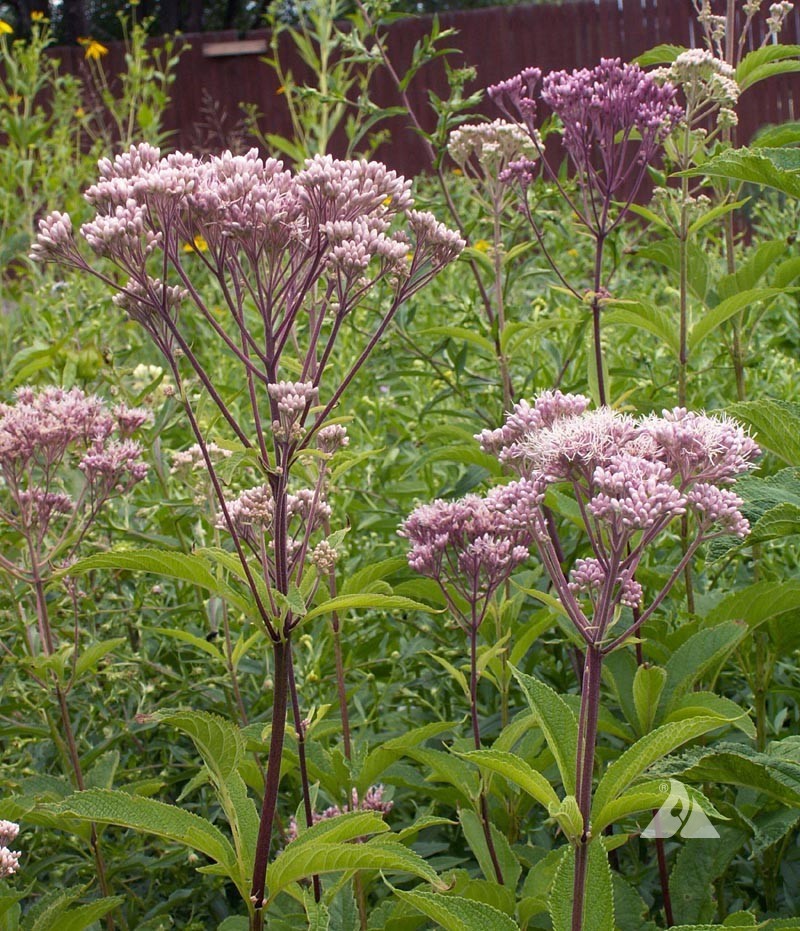 500 Joe Pyeweed, Spotted Flower Seeds Perennial Eutrochium maculatum