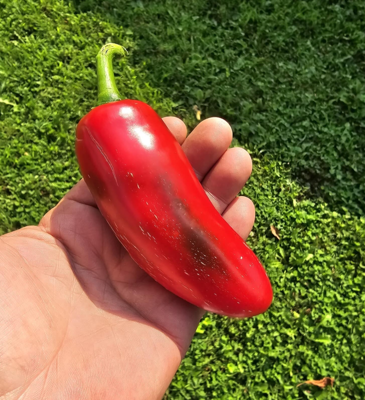 50+ Mammoth Jalapeno Hot Pepper Seeds – Seeds – FRESH _ Heirloom – FREE SHIPPING