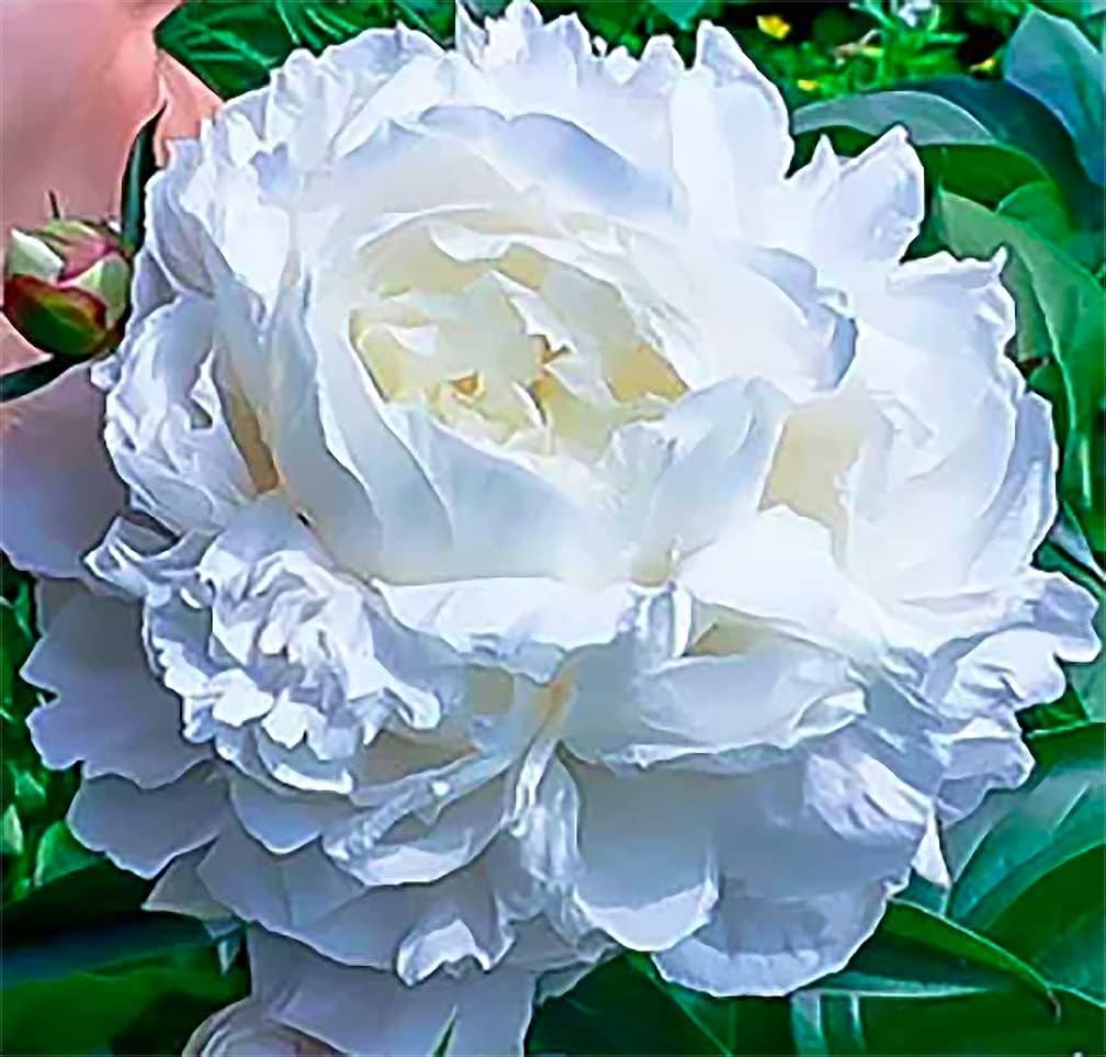 Gardenia Double White Peony Bulbs – One of The Finest and Strongest White Peo…
