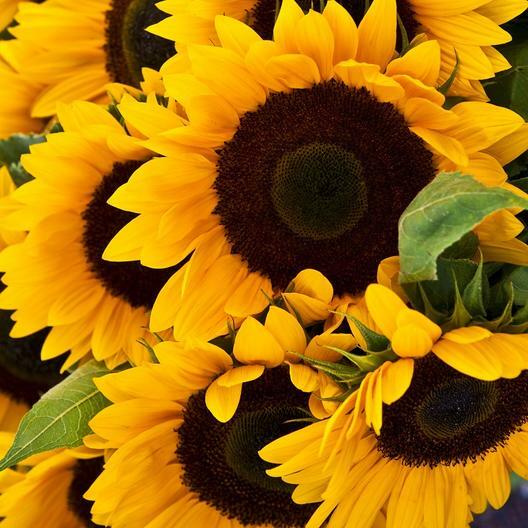 Sunflower SUNNY Mix Landscaper’s Pack Bulk Non-GMO Hummingbirds 250 Seeds!