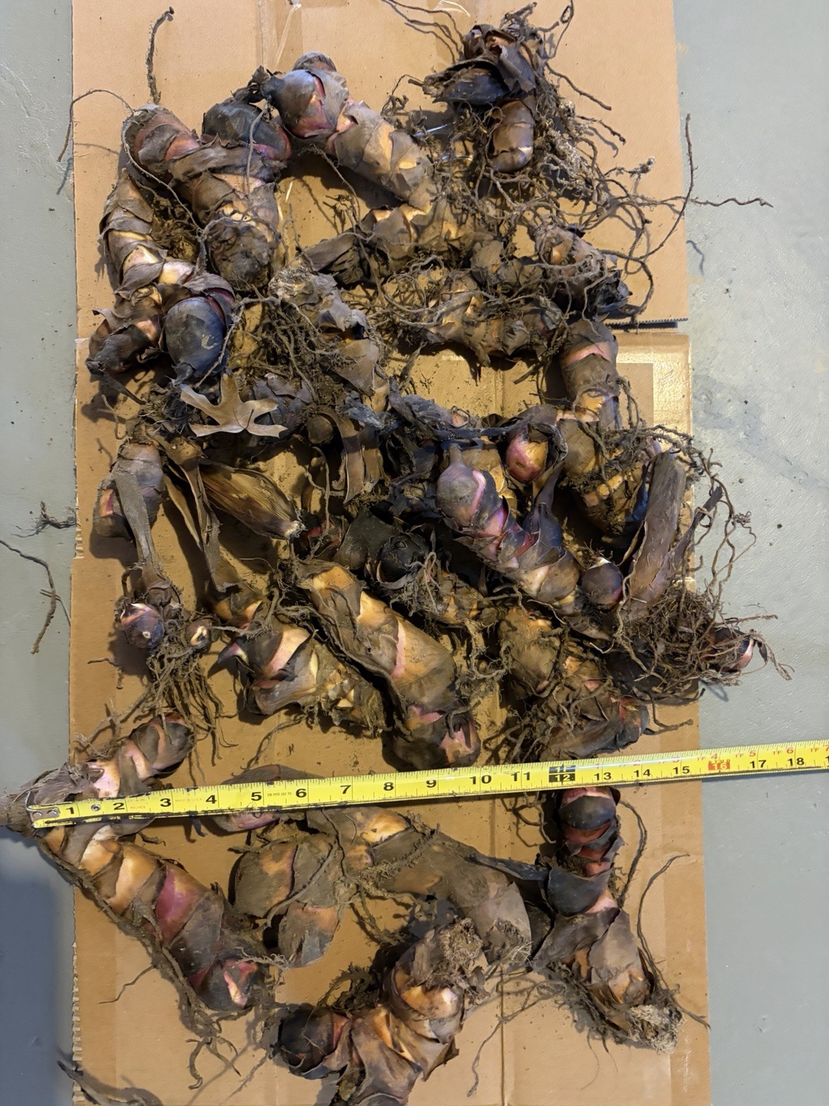 20 Canna Lily bulbs Rhizomes 5-7 feet large green leaves-Deer resistant