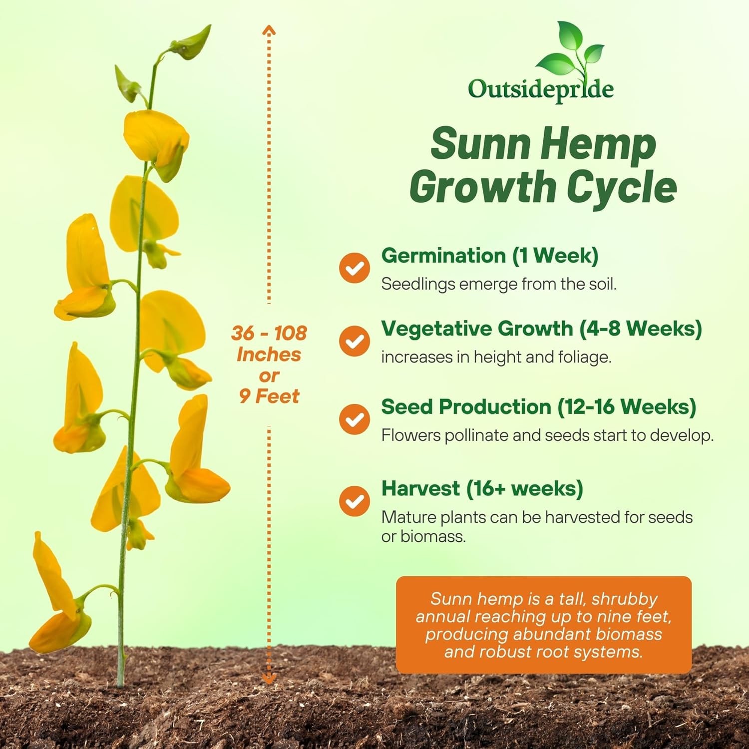 5 LBS Annual Sunn Hemp Pasture, Forage, and Cover Crop Seed