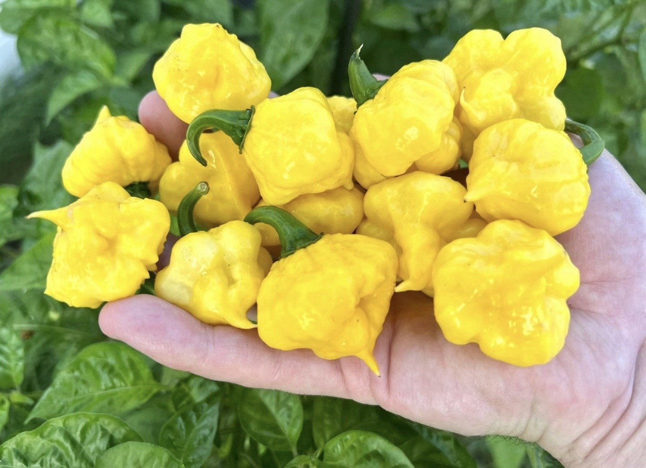 5 Pepper Plants Per Container!! Ready To Ship. All Types!! Epic, Popular, Rare!