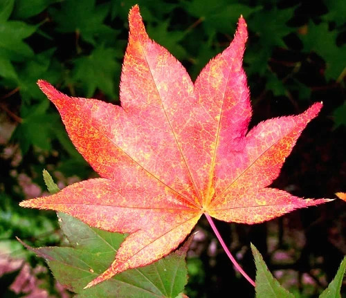 “Oregon Sunset” Maple Tree Seeds Acer Semi – Dwarf Hardy – Zone 5 Red Orange