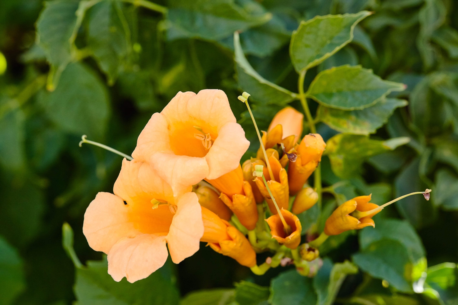 10 YELLOW HUMMINGBIRD TRUMPET VINE Flower Campsis Radicans Flava Climber Seeds