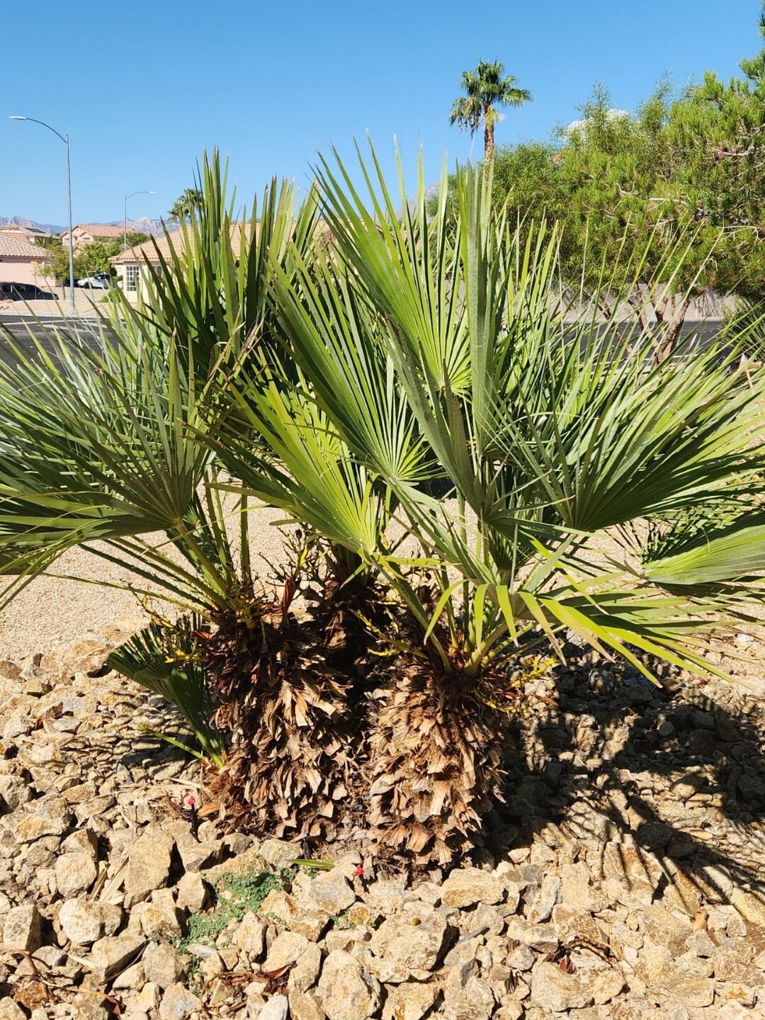 MEDITERRANEAN FAN PALM TREE European Fan Palm, Chamaerops Humilis – 10 Seeds