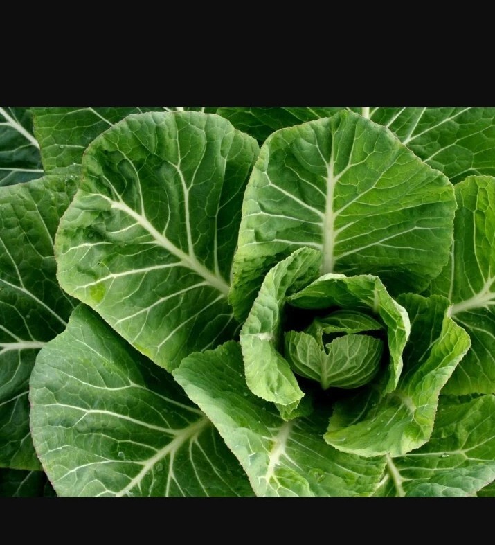 100+ Collard Green Seeds forPlanting Georgia Collard Greens Hi Yield Great Taste