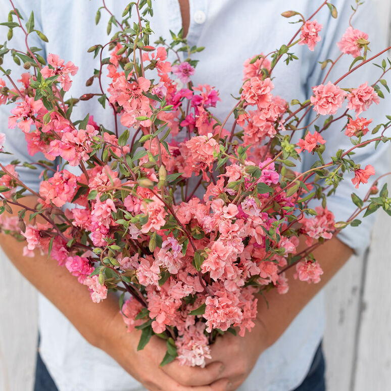 Clarkia Mountain Garland Salmon seeds fresh for 2024-25