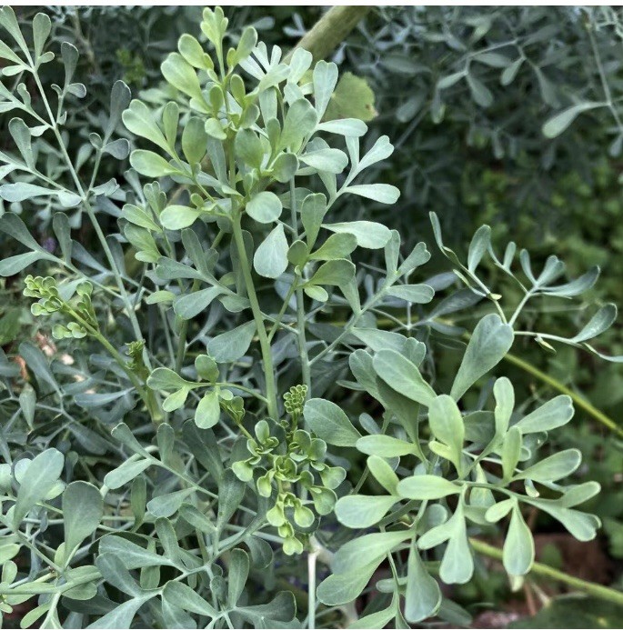 Non GMO New Ruta graveolens | Common Rue | Herb of Grace | Herbygrass | 25 Seeds
