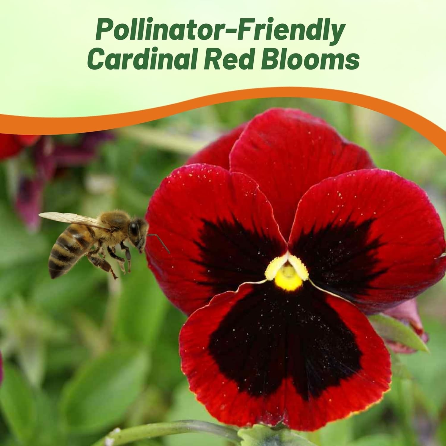 2000 Seeds Pansy Seeds – Swiss Giant Pansy Flower Seed