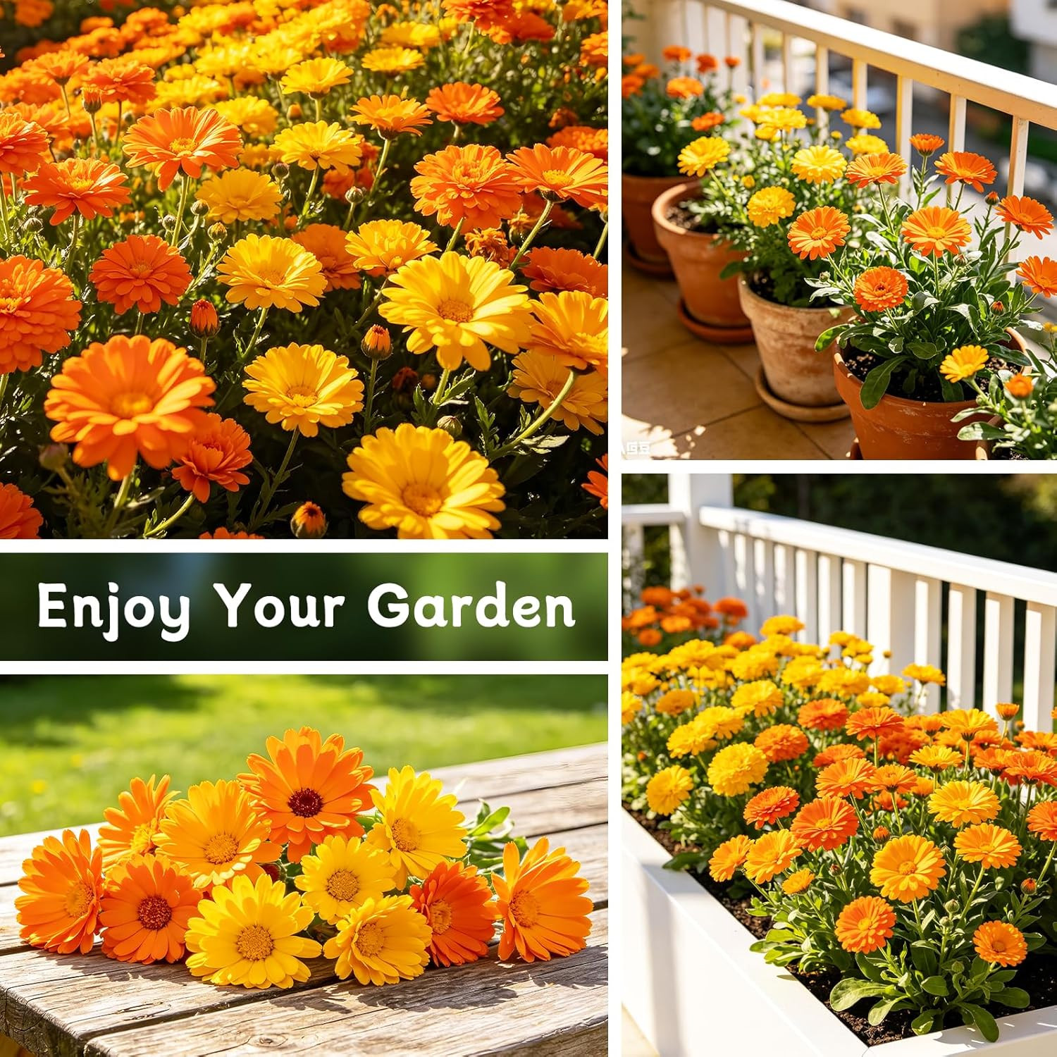 Calendula Seeds, Calendula Seeds for Planting Outdoor & Indoor, 4,000+ Pacific B
