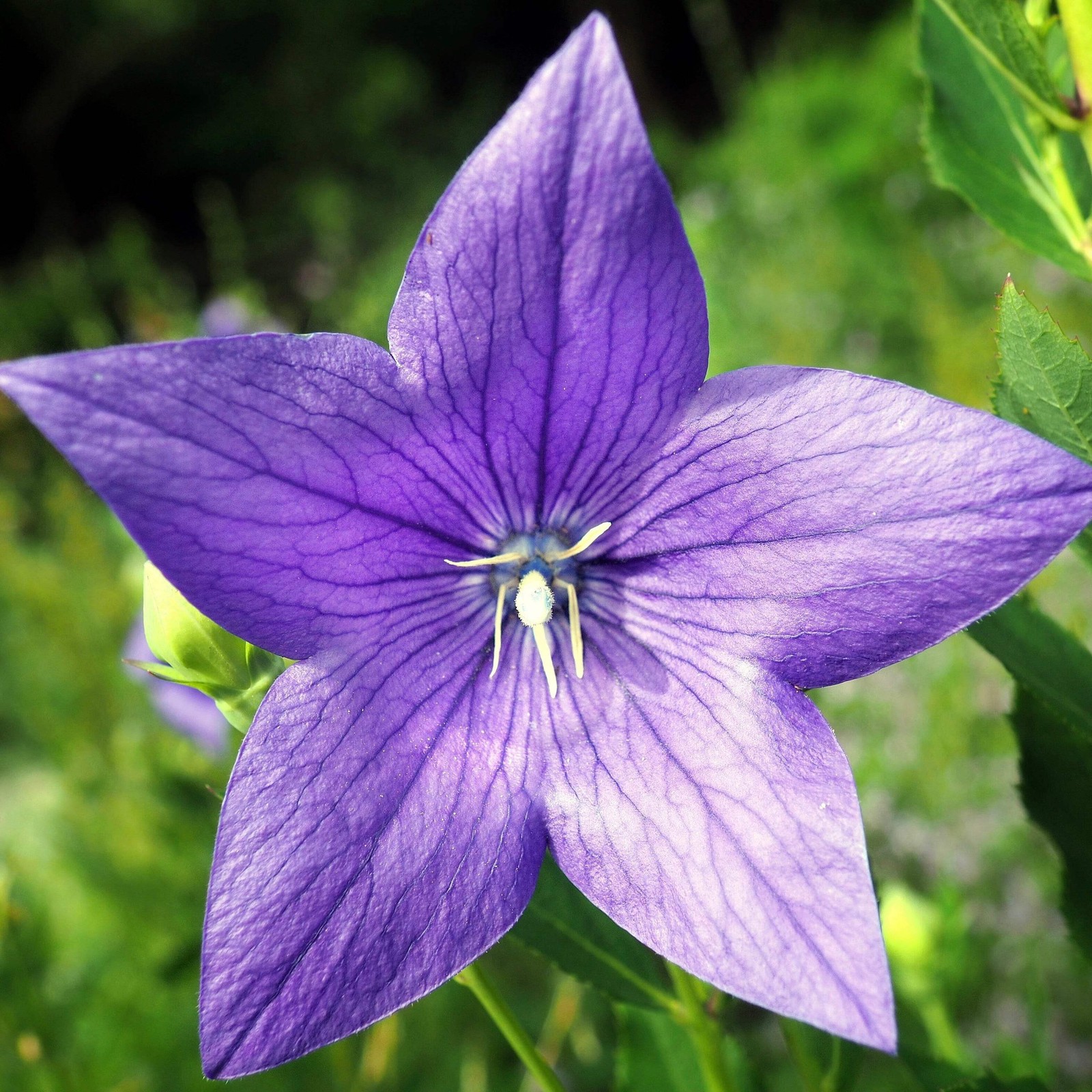 Balloon Flower Seeds (Platycodon grandiflorus) ~Traditional Herb Garden