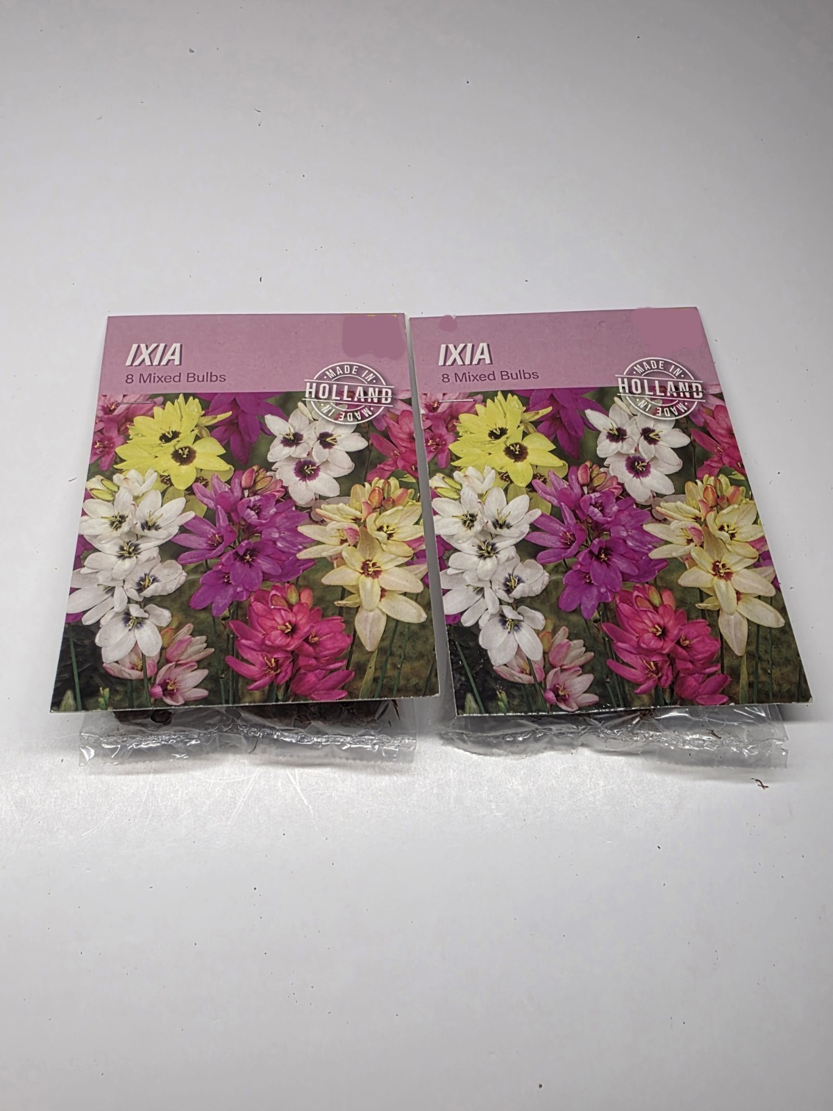 Easy to Grow Ixia Magic Mix Plant Bulbs, Spring Summer Bloom Zones 8-10