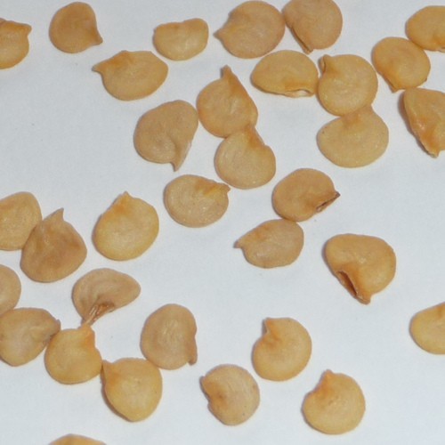 high capsinoid pepper seeds ch-sweet (capsicum annum) CH-19 sweet pepper seeds