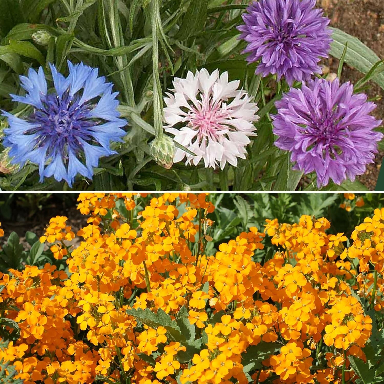 Dwarf Rainbow Colors Mix Bulk Wildflower Seeds, 1Lb