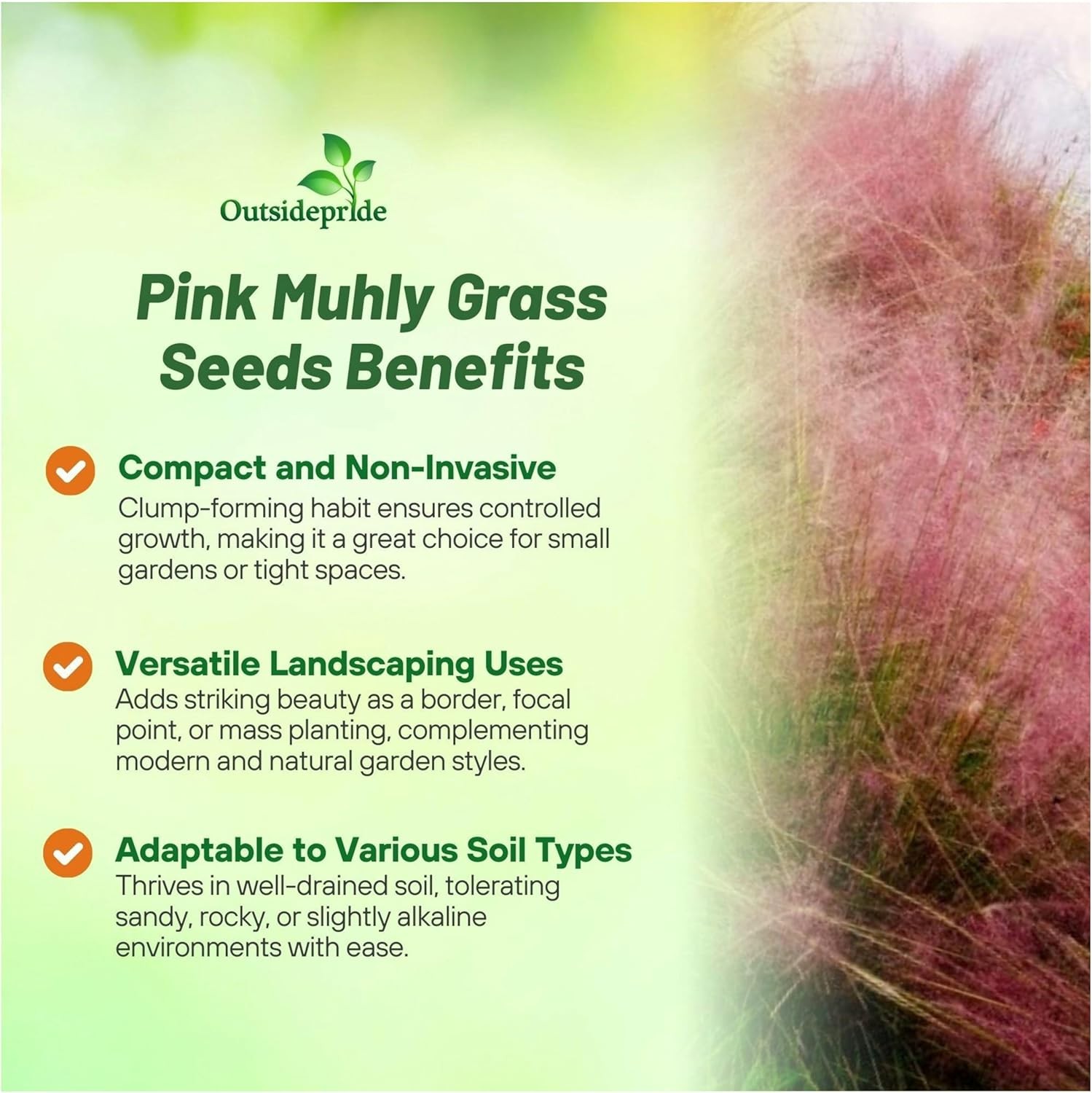 50 Seeds Pink Muhly Drought Tolerant Xeriscape Ornamental Grass Plant Seed