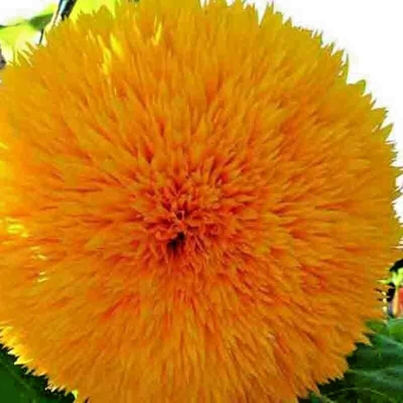 50+ DWARF TEDDY BEAR SUNFLOWER SEEDS SPRING MIX HEIRLOOM NON-GMO FLOWER BEES US