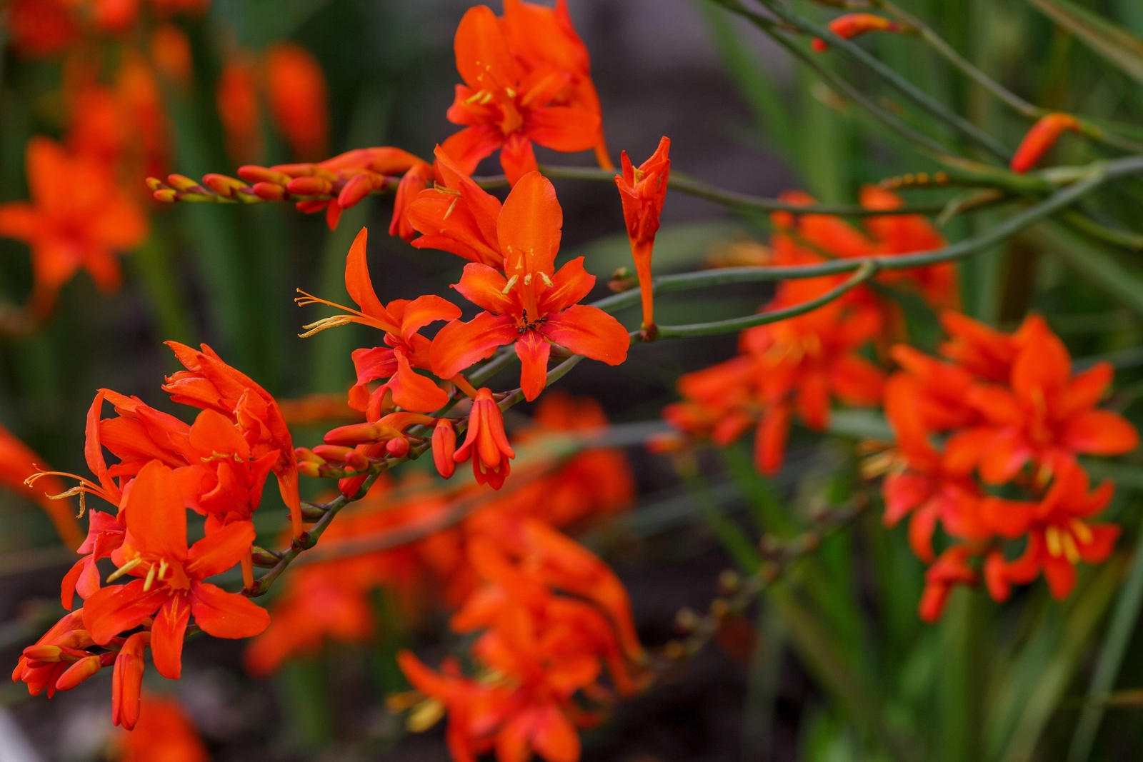 10 RED LUCIFER CROCOSMIA Crocosmia Masoniorum Flower Seeds