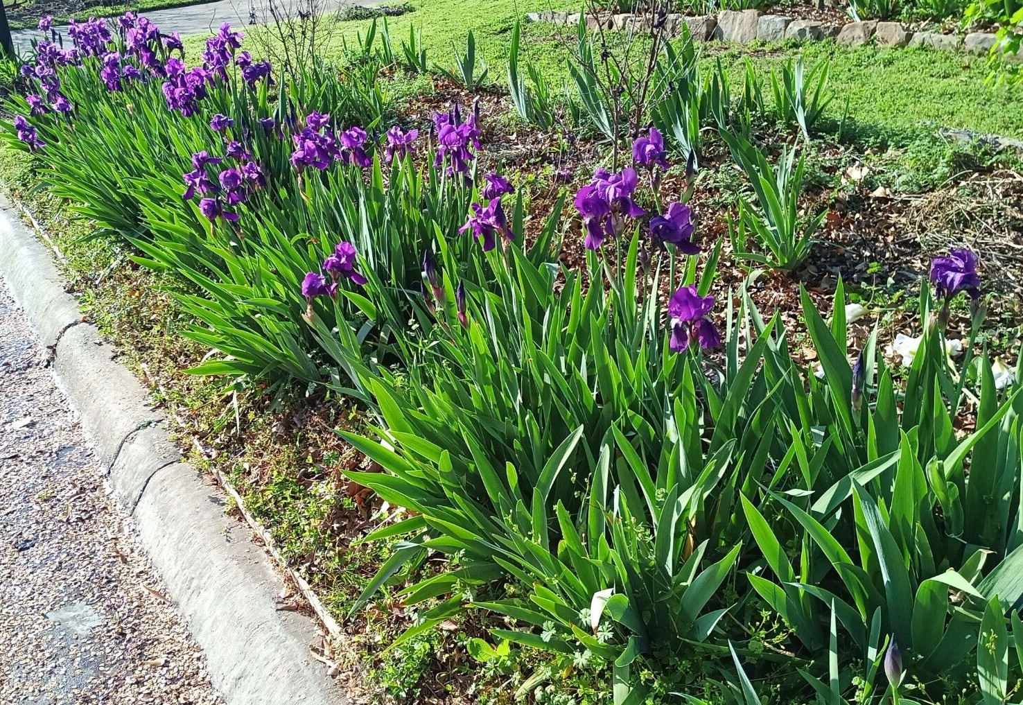 (10) TALL BEARDED IRIS RHIZOME LIVE ROOT GARDEN PLANTS SPRING PURPLE FLOWERS FUN