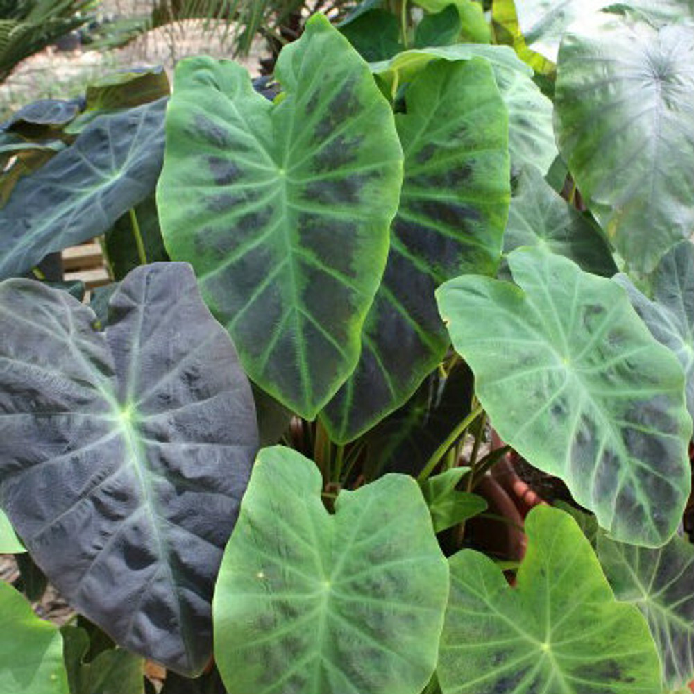 Colocasia esculenta BLACK BEAUTY TARO – 1 Freshly dug plant/bulb!
