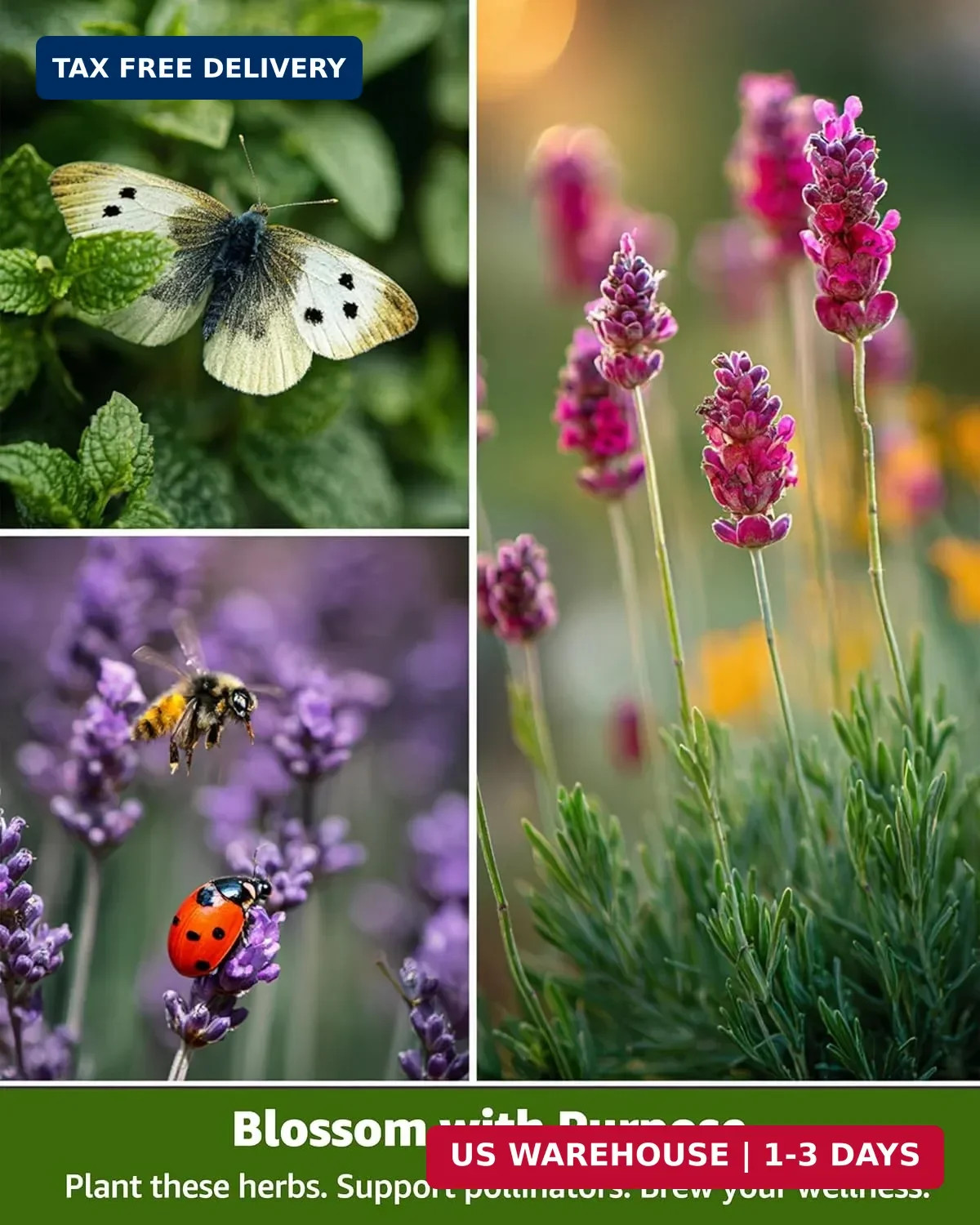 Medicinal & Tea Herb Seeds for Planting – 35 Non-GMO Variety Pack for Indoor/Out