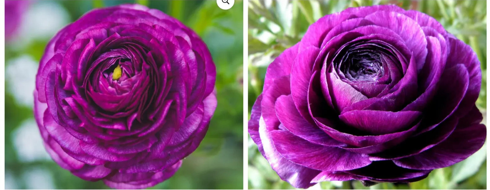 Ranunculus Purple Flower 15 Bulbs Peony Rose Buttercup Wedding Spring Flowers