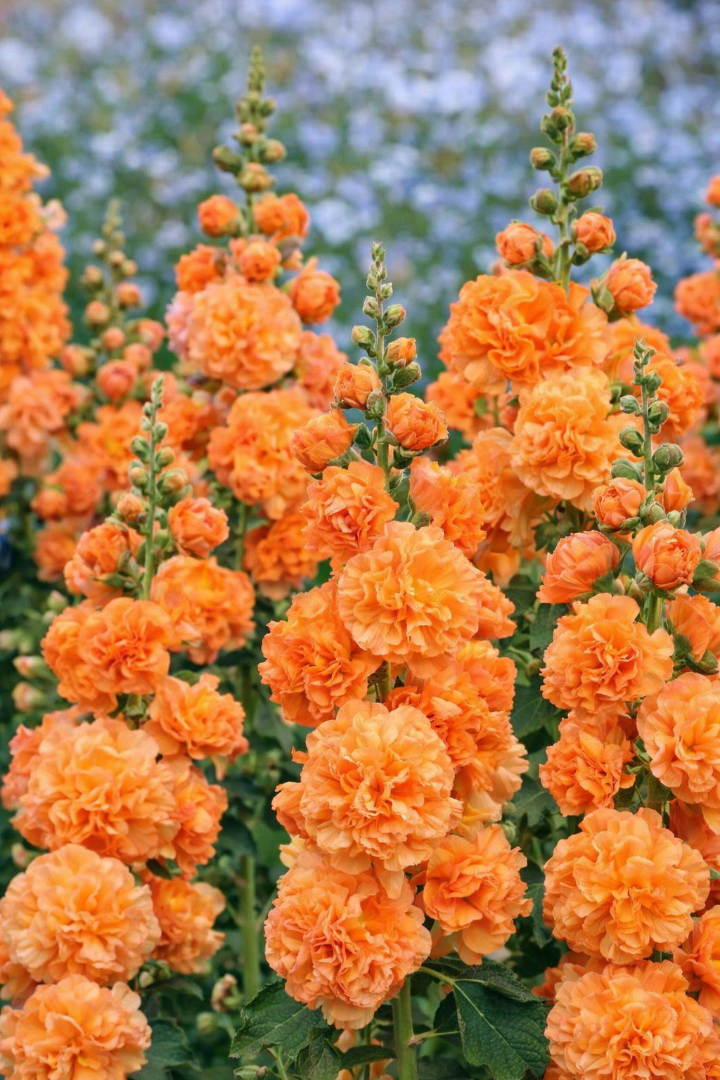 25 Bright Orange Hollyhock Seeds Perennial Flower Seed Flowers US SELLER