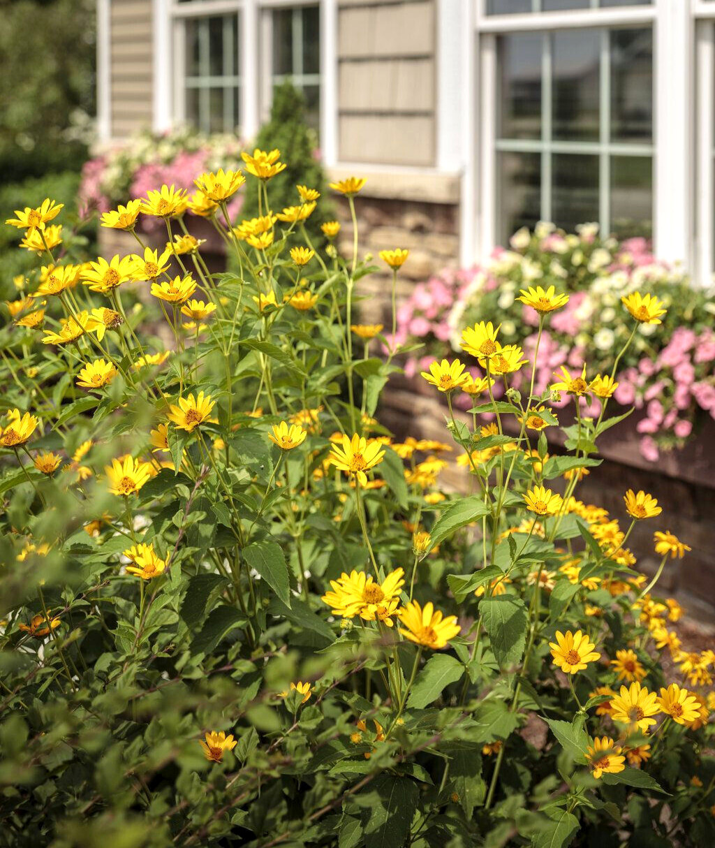 1000+ Annuals & Perennials WildFlower Mix Heirloom Pollinator Non-GMO Fresh Seed