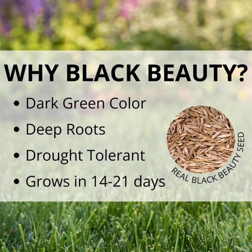 Jonathan Green Black Beauty Dense Shade Mixed Full Shade Grass Seed 1 lb