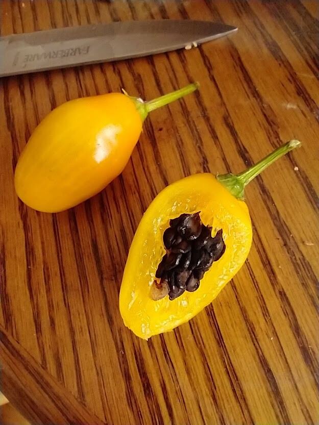 Honey Badger Manzano Chile pepper seeds (FREE SHIPPING to USA) (24)