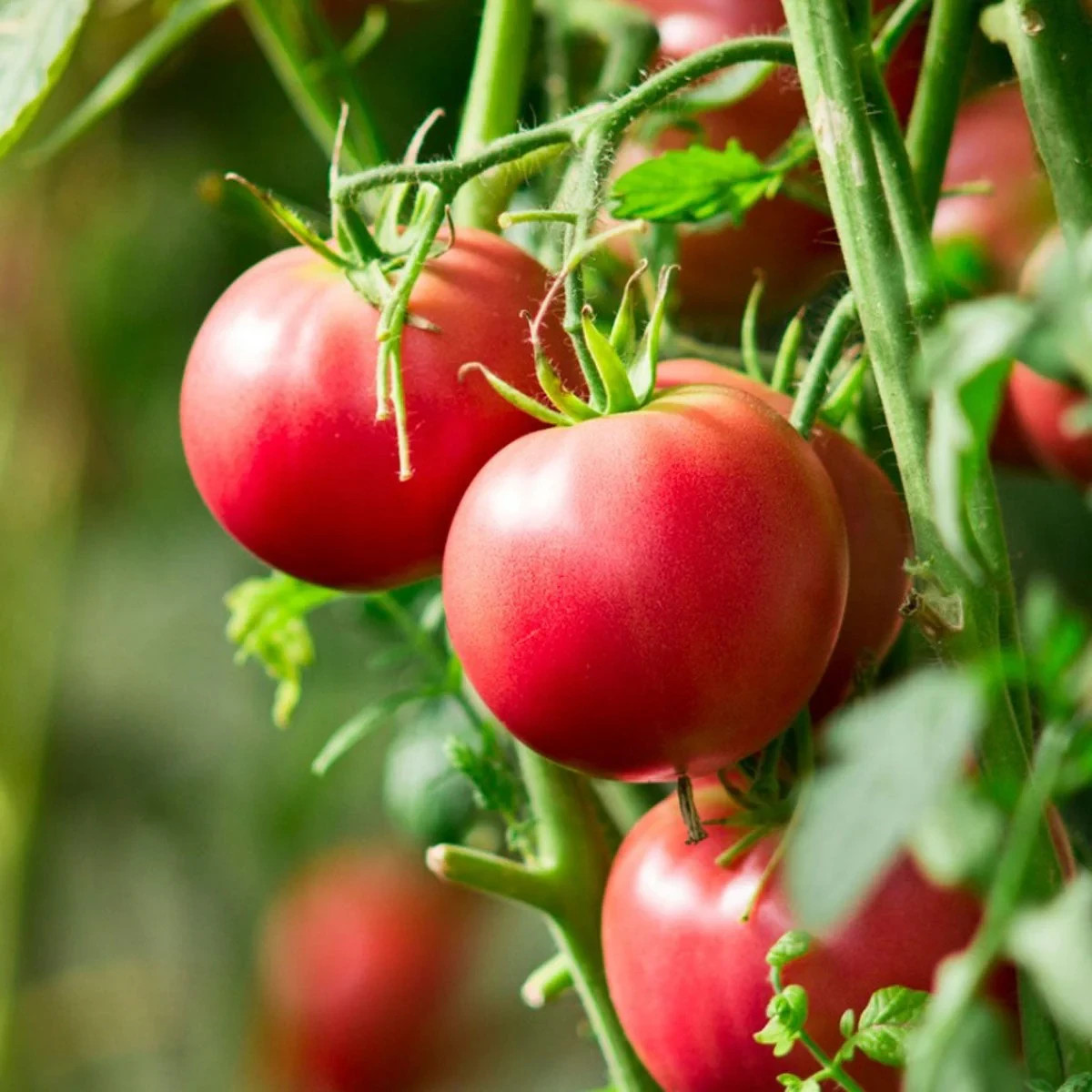Wisconsin 55 Tomato Seeds, Heirloom, NON-GMO, Short Season Tomato, FREE SHIPPING