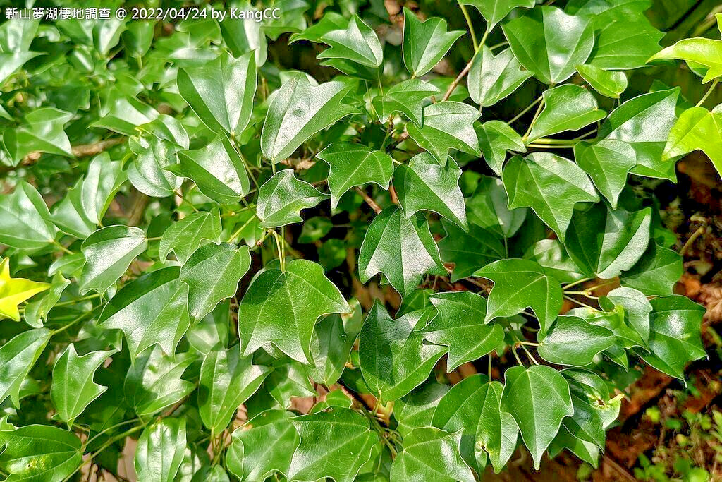 Trident Maple Tree | Premium Seeds | Acer buergerianum ‘Summer’ | Plants’®