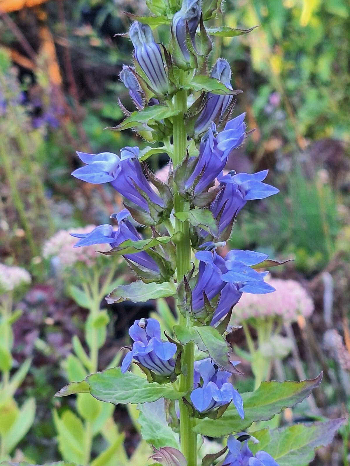 GIANT BLUE LOBELIA 243 SEEDS, LOBELIA SIPHILITICA HARDY, EZ TO GROW, USA SELLER