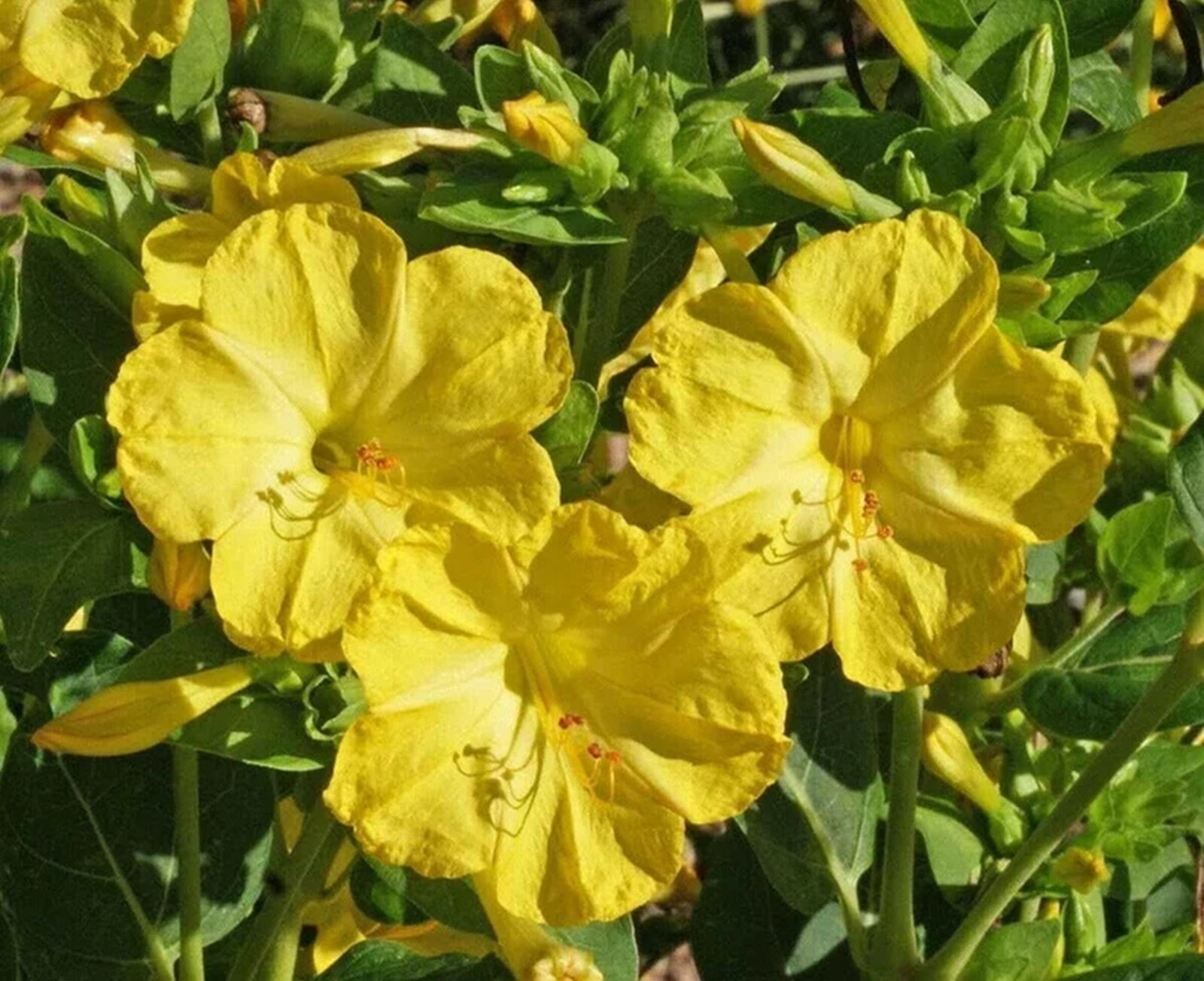 25 Yellow 4 O’Clock Seeds Fragrant Flowers Perennial Seed Mirabilis Jalapa