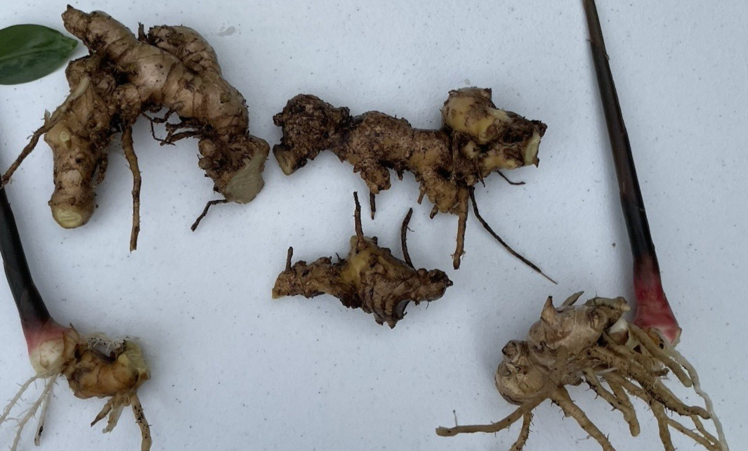 4 HAWAII GROWN Red Shampoo Ginger Rhizomes Zingiber Zerumbet Awapuhi Organic