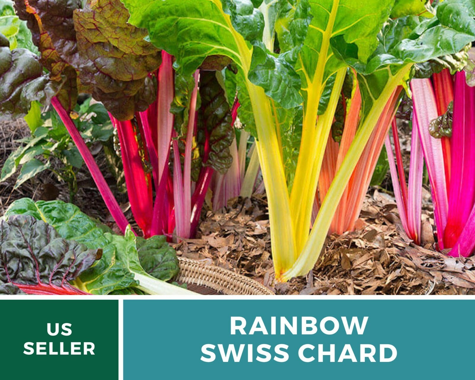 Swiss Chard, Rainbow – Heirloom Seeds – Spring or Fall crop – Non GMO (Beta vulg