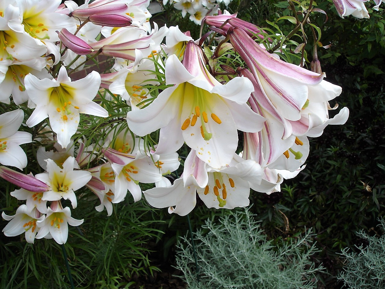 10 REGAL TRUMPET LILY Royal King’s Lilium Regale White Pink Yellow Flower Seeds