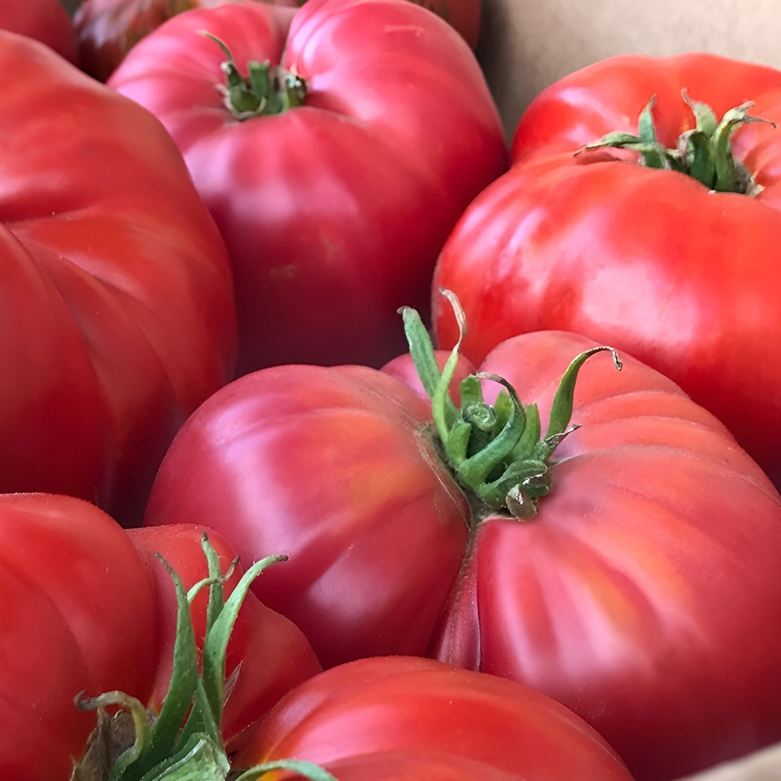 100 Heirloom Giant Red Beefsteak Tomato Seeds – Indeterminate – Up to 4LBs