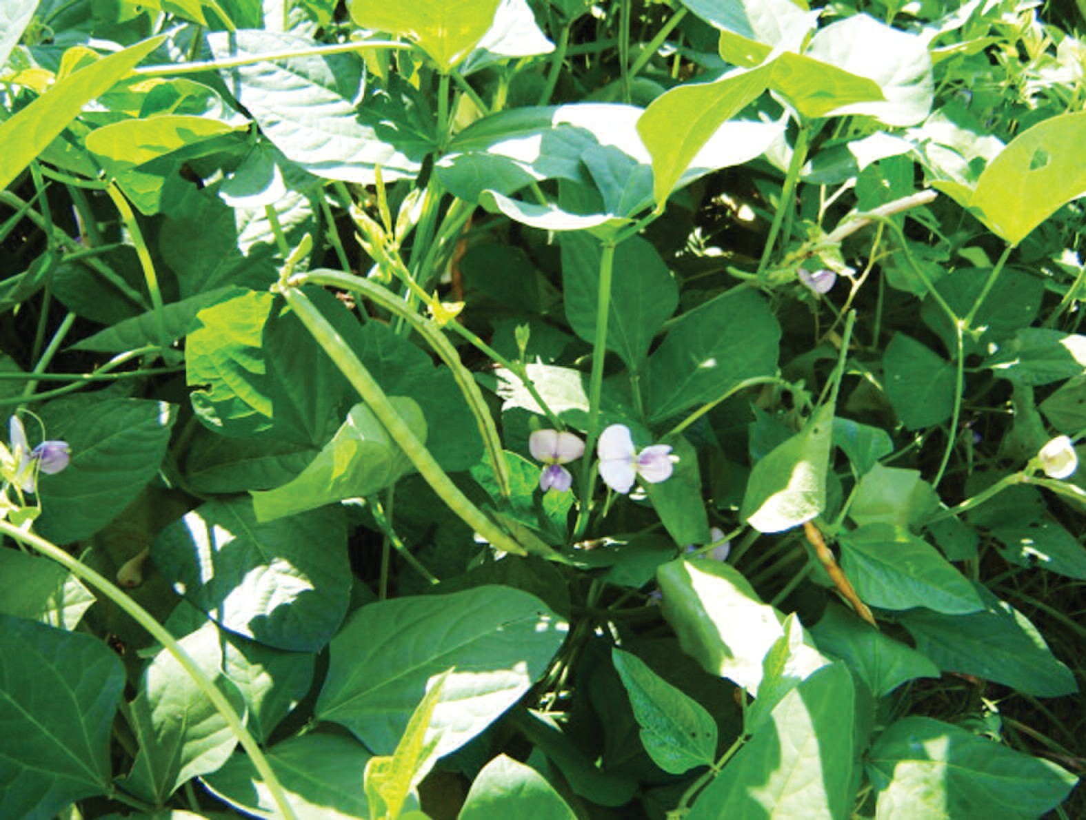 BULK Iron and Clay Cowpea Seeds | Southern Field Pea Cover Wholesale Seed 2023