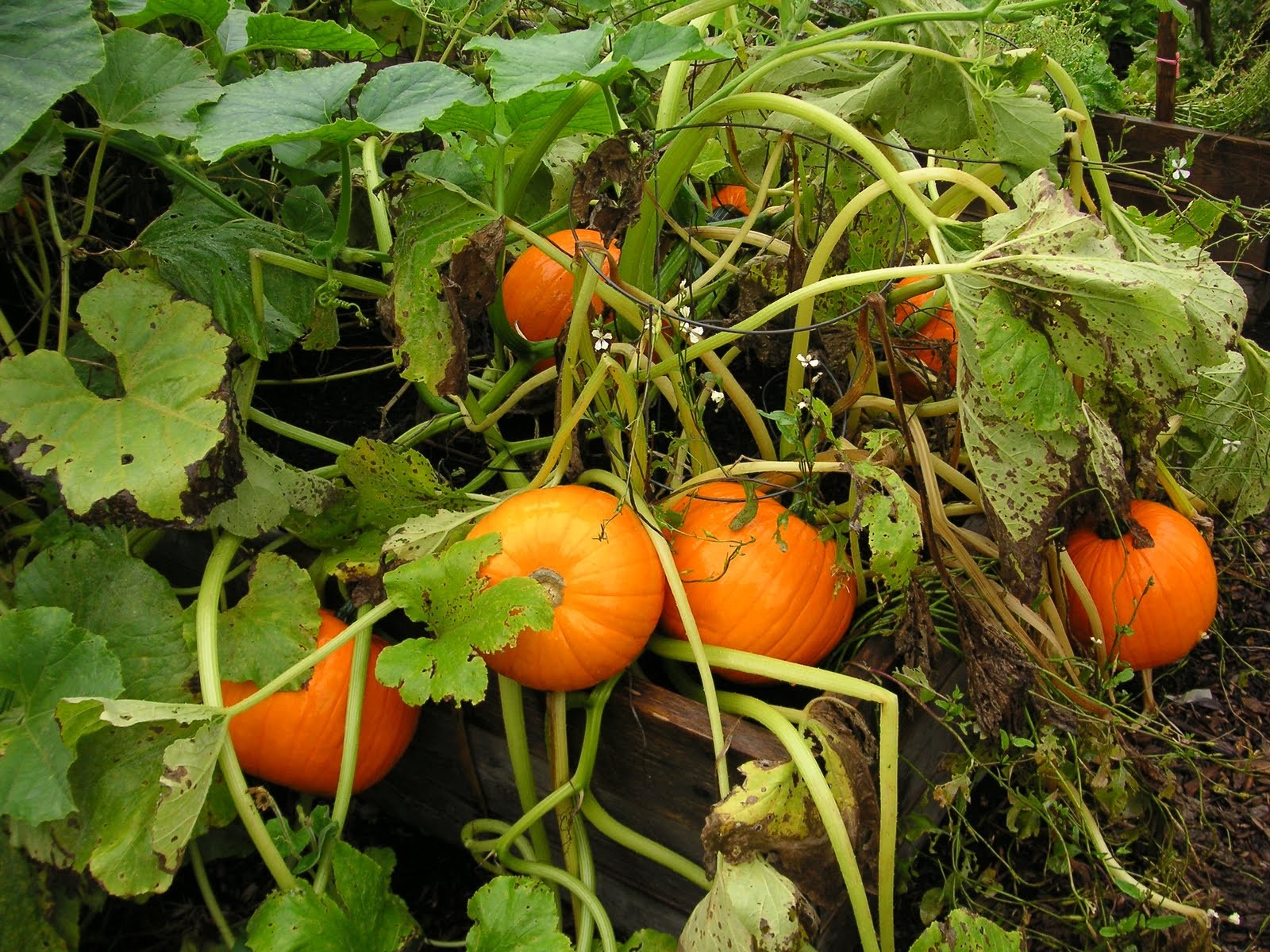 Mini Mix Pumpkin Seeds | White and Orange Untreated Baby Boo Little Seed 2023