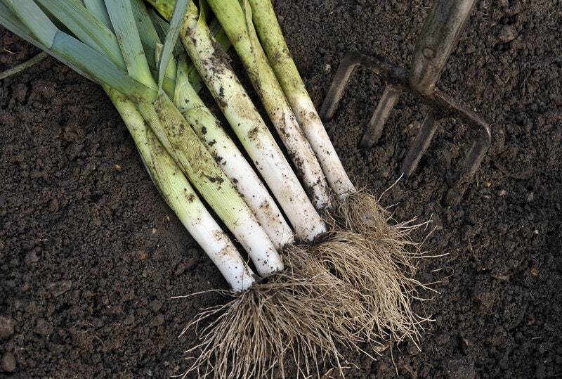King Sieg Leek Seeds