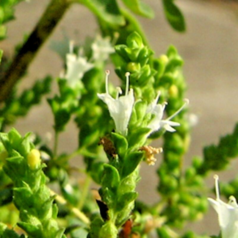 2000+ OREGANO SEEDS HERB PERENNIAL GREENS GREEK FRESH MEDICINAL NON-GMO HEIRLOOM