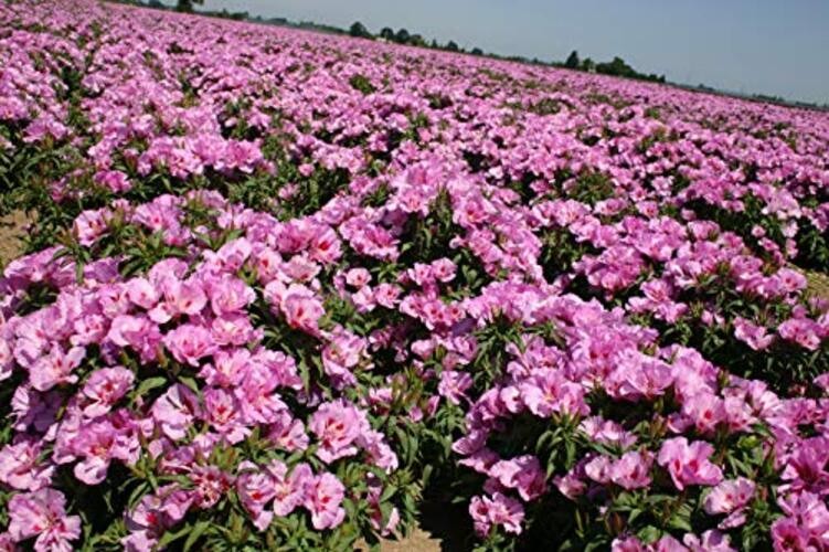Godetia Cattleya Lilac Flower Seeds (Clarkia Amoena) – 1500+ Non-GMO Heirloom