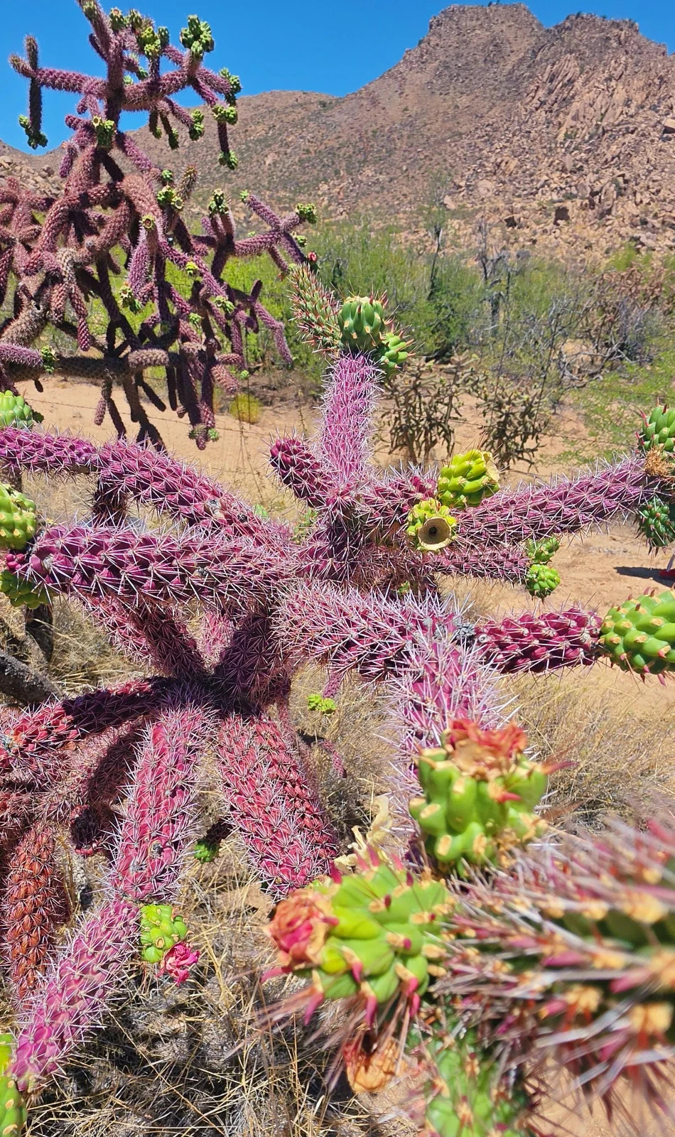 2 Cutting New! Rare Red-Purple Cholla Cactus- Silver Spines – staghorn cholla
