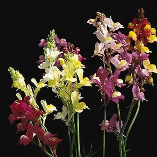 Spurred Snapdragon Linaria: 1,000 seeds